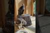 Embedded thumbnail for Red-tailed Hawk nestling graduates to Hack Box
