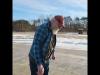 Embedded thumbnail for Red-tailed hawk release