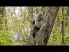 Embedded thumbnail for Baby Barred Owl thrive - inspite of Mother Nature