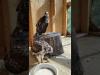 Embedded thumbnail for Red-tailed Hawk nestling graduates to Hack Box